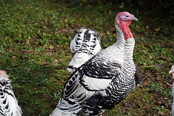 Pute Schwarz-weiße Truthähne mit rotem Kopf stehen auf grünem Gras mit Laub.